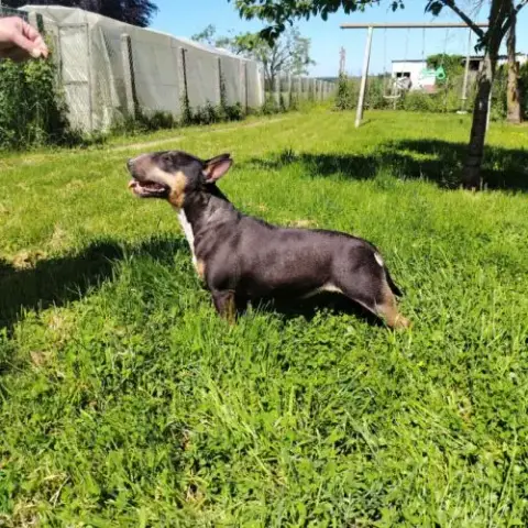 Femelle Bull Terrier Miniature