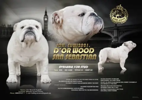 Bulldog Anglais  Chiot N°5 Des Éclats De Cassiopée photo 2