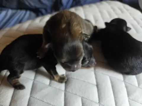 Spitz Allemand 
                        Chiot N°1 Des d25b0
