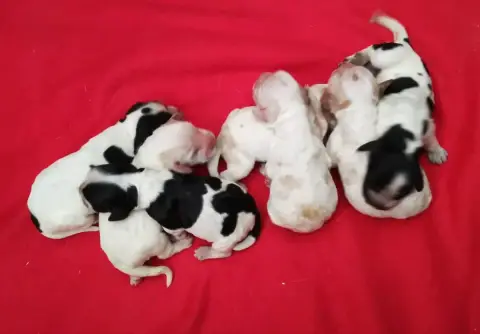 Cocker Spaniel Anglais  B... Des Adrilines D'Opale