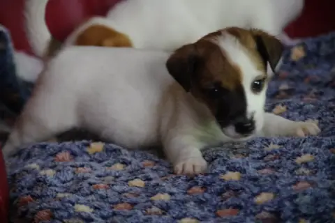 Jack Russell Terrier  Beaugosse A L'Ouest Des Prés De 8884c photo 3