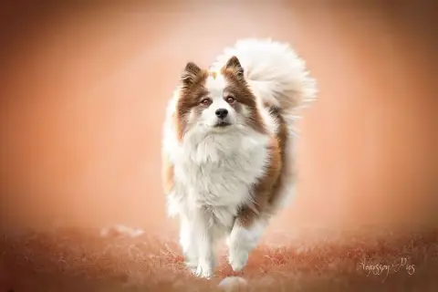 Chien Finnois De Laponie  Bjarni Ursa De La Vallée D' eab1a photo 3