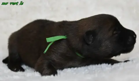 Eurasier  Chiot 9 Des Legendes De Retz
