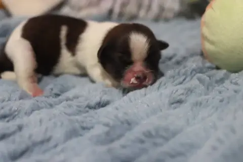 Shih Tzu  Biscotte De La Ferme Des Mottes