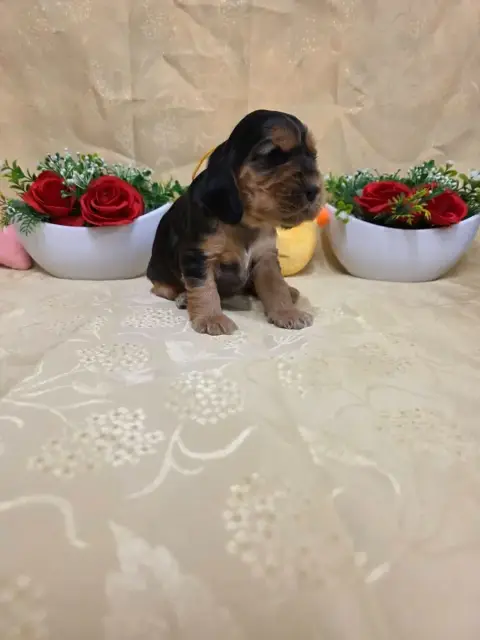 Cocker Spaniel Anglais 
                        B.... 7914c photo 2