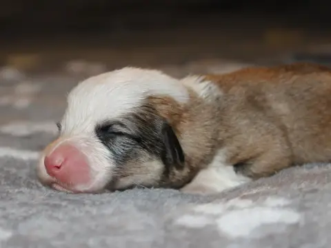 Welsh Corgi Pembroke  Chiot N°2 Du Clos D'Arlequin photo 2