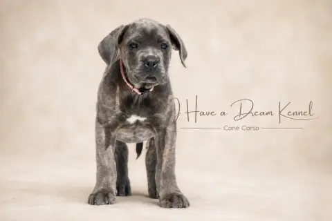 Cane Corso  Collier Rose I Have A Dream