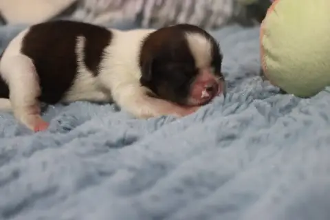 Shih Tzu  Biscotte De La Ferme Des Mottes photo 2