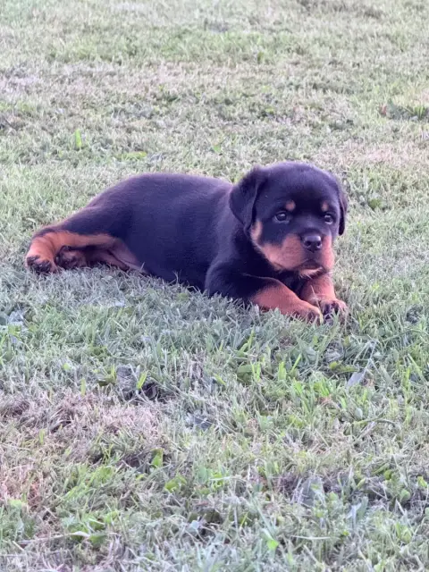 Rottweiler  Bora Imperial Warrior photo 3