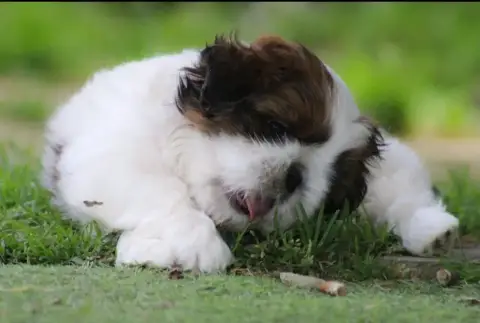 Shih Tzu  By The Way Banksy Des Merveilles Du Mas photo 2
