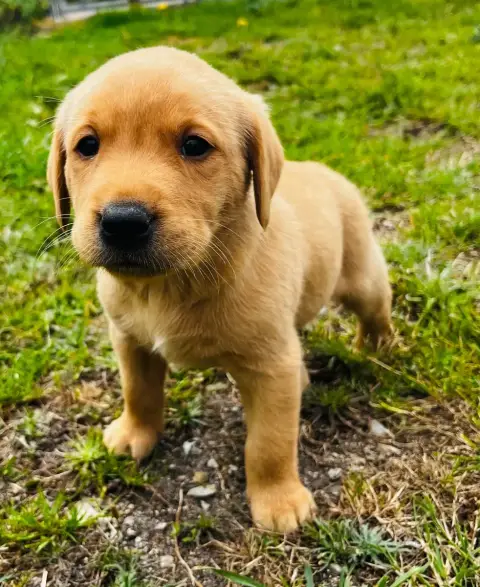 Labrador Retriever photo 3