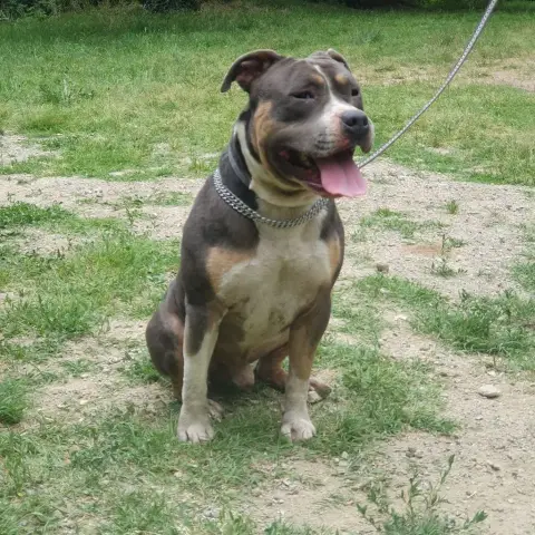 American Staffordshire Terrier  Chiot N°1 De La Taver 20ace