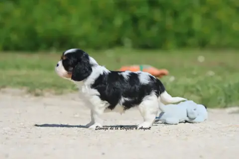 Cavalier King Charles Spaniel  B... De La Bergerie D' e239d