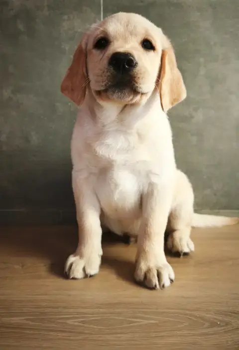 Labrador Retriever  Buck Du Royaume De Lecki