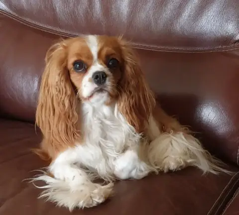 Cavalier King Charles Spaniel  Chiot N°2 Du Royaume D e3eb1 photo 2