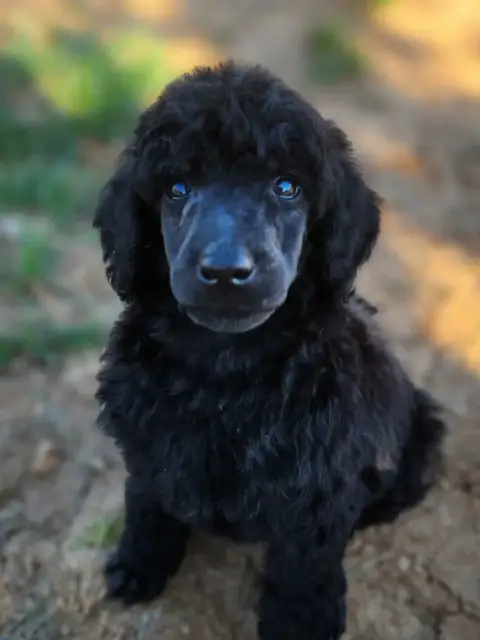 Caniche  Benson Black Du Domaine Du Parc photo 3