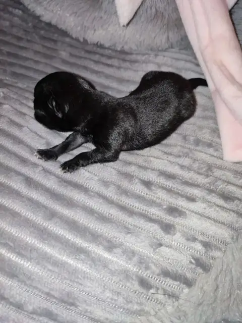 Chihuahua  Chiot 1 Du Gang Des Calinounoux