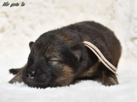 Eurasier  Chiot 5 Des Legendes De Retz