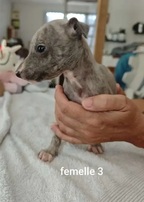 Whippet  Baïa De Montrenaud