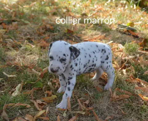 Dalmatien  Collier Marron Des Hauts Templiers