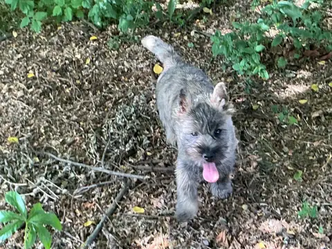 Cairn Terrier  Buzz L Eclair De La Paix Retrouvee