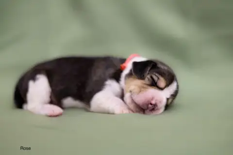 Beagle  Collier Rose Du Domaine D'Amandine