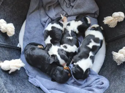 Cavalier King Charles Spaniel  Bébé Tri Du Domaine De e8d49