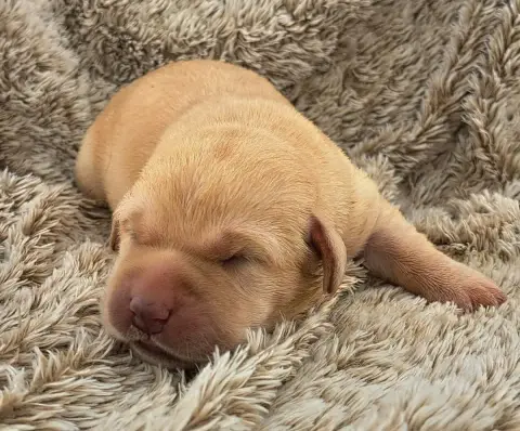 Labrador Retriever  Biscotte Of Mayajoe'S Dreams photo 3