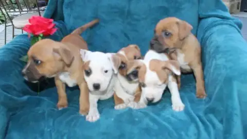 Staffordshire Bull Terrier  Chiot N°7 Des Terres De L 94b02