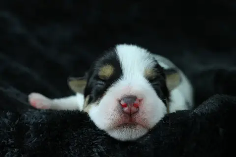 Adopter Parson Russell Terrier 
                        Bosco 0806d