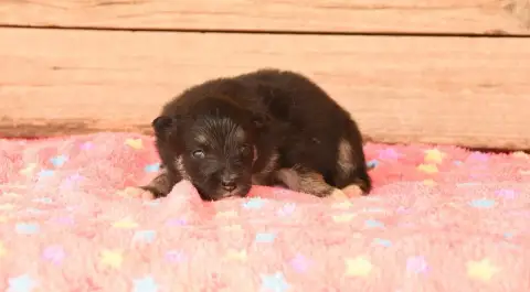 Chien Finnois De Laponie 
                        Chi 9ab14