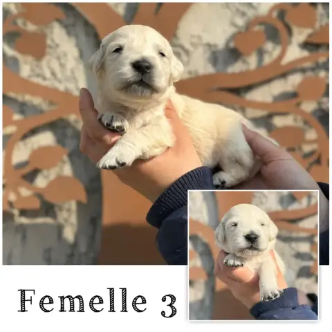 Golden Retriever  Femelle 3 Des Terres De L'Avesnois 924b2
