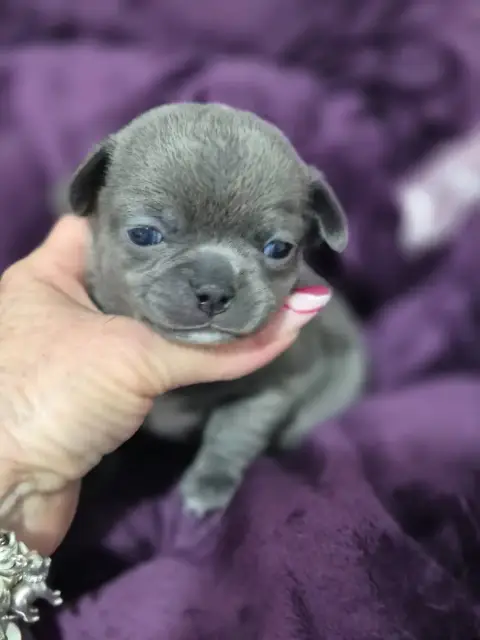 Chihuahua  Blueberry Des Petits Diamants Précieux photo 3