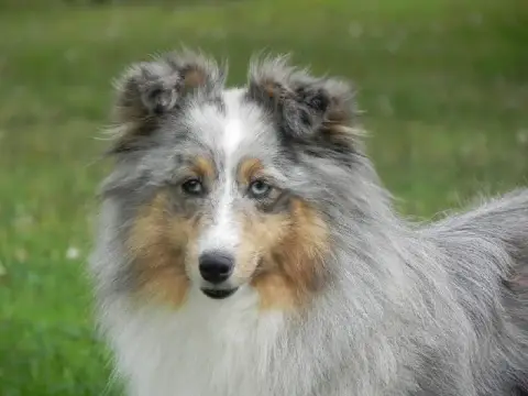 Shetland Sheepdog  Boo De L’Ocean Noire photo 3