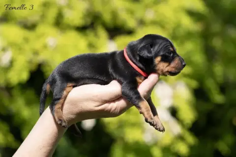 Pinscher Nain photo 2