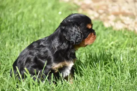 Cavalier King Charles Spaniel  Bentley Du Repère Des  d3645 photo 3