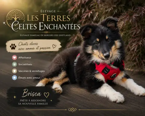 Shetland Sheepdog  Brisca Des Terres Celtes Enchantée 8f615