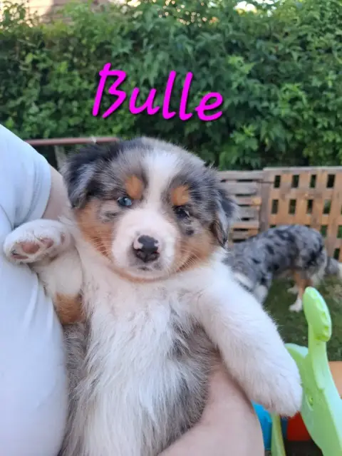 Berger Australien  Bulle Des Pattes Pezolie