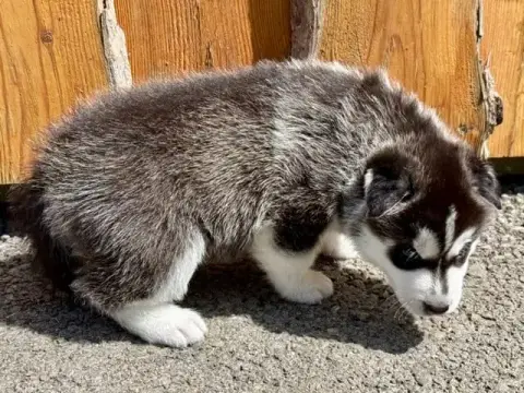 Siberian Husky photo 3