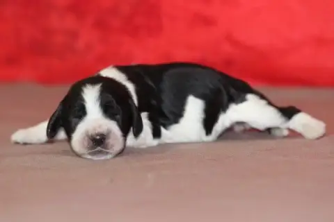 English Springer Spaniel photo 2