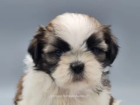 Shih Tzu  Bélénos Du Mont De La Chenaie