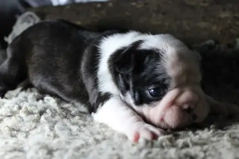 Boston Terrier  Boulette Girl Des Pokamchoux
