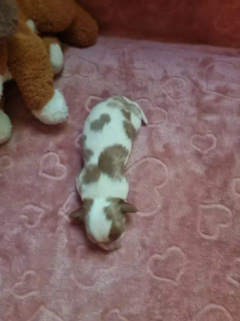 Cavalier King Charles Spaniel  B... Du Petit Brilloua 7a2f8 photo 2
