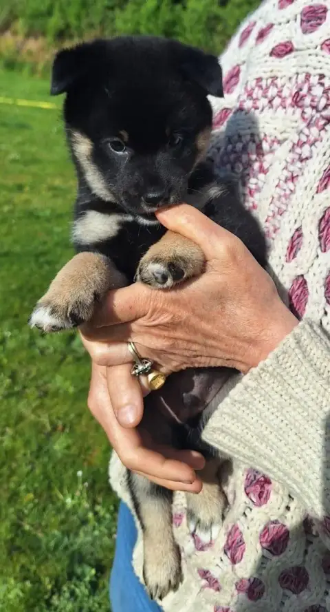 Shiba  Chiot N°1 Du Sceau- photo 2