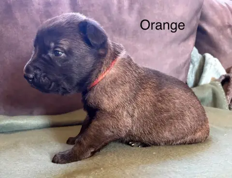 Berger Belge  Orange De La Dream Team Des Charbonheur 77c43