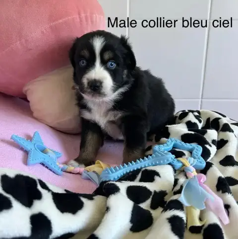 Berger Australien  Chiot N°4