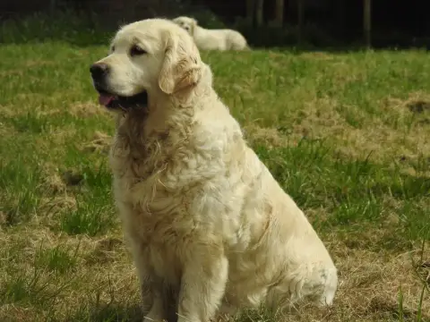Golden Retriever  Mr Vert Vaccae photo 3
