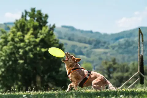 Bouvier Australien  Bilbo Bixta Edereko photo 2