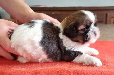 Shih Tzu  Chiot N°4 Des Hirondelles Du Voyage photo 2