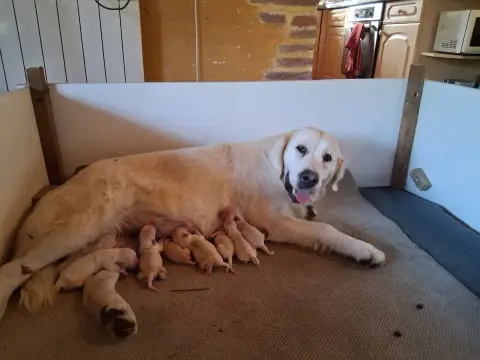 Golden Retriever 
                        Chiot 4 Du  a0931